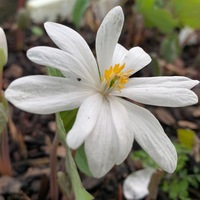 Sanguinaria canadensis